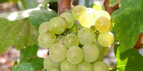 Immagine Chardonnay